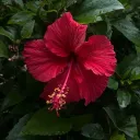 💋🌺Hibiscus Kiss🌺💋