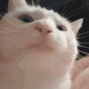 https://cdn.discordapp.com/icons/1341857025658847367/a_5c64c0043180492cad3804f63b3319a4.gif?size=128