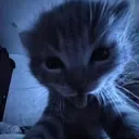 catverse