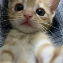 catverse