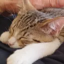 catverse #dontj2l