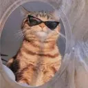CATVERSEE
