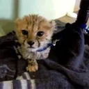 catverse