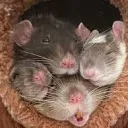 Rattlings Community
