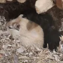 Mouse Cage