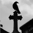 Chasing Crows
