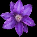 alli's server's icon