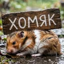 хамстэр тим