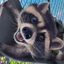 The Raccoonity