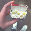 Blazing Daisies Discord server icon