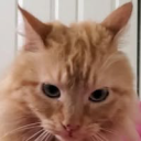 𝕊𝕥𝕒𝕥𝕚𝕔 𝔼𝕝𝕖𝕔𝕥𝕣𝕚𝕔𝕚𝕥𝕪 Discord server icon