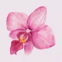 Orchid Airways