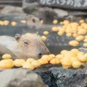 Termas do Stein