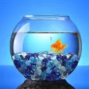 The Fish Bowl