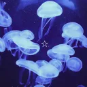 ⋆ ଳ ˚࿔ Jellyfish Cove ࿔˚⋆