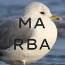 Massachusetts Rare Bird Alert