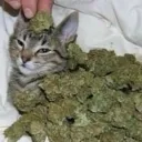 puff