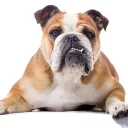 Bulldogs's server