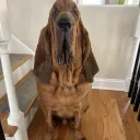 Dog Named Bartholomew : Revengeance Discord server icon