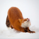 Demi's Camp Discord server icon