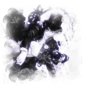 🌒`✦ˑ ִֶ 𓂃⊹DC Starlit Legacy