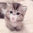 lias kittens