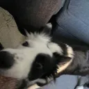 ɴᴀʟᴀꜱ ʜᴀɴɢᴏᴜᴛ