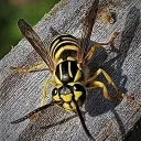Yellow Jacket Bug Club