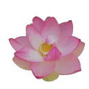 Gartenlaube