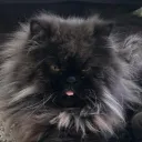 Paw'Club