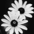 𝚂𝚞𝚋𝚖𝚒𝚜𝚜𝚒𝚟𝚎 𝙲𝚘𝚟𝚎 icon