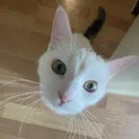 Catnip