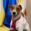 🐶・Patron's Community | Тех.Работы
