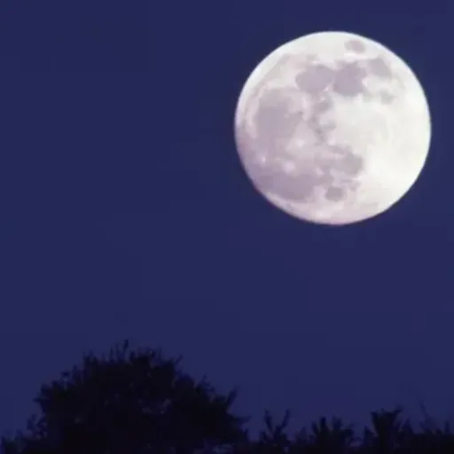 🌙✨ | Nocturne (16+) — мониторинг Discord сервера, статистика и рейтинг