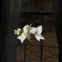 Begins Int.