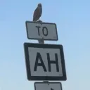 the hawk tuakub fan club Discord server icon