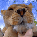 KUJAVIAK RECORDS COMMUNITY