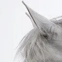 𓂃 🤍﹒𐑞 /unicorns ︶ ⟢﹒DJ2L