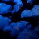 alayna’s hideout Discord server icon