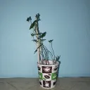 Plant Server 🌱☘🌵