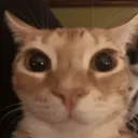 ORANGE CAT Discord Server