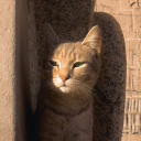 Discovery icon for ORANGE CAT Discord server