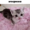yetkili olabilir miyim