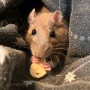 𐔌՞. .՞𐦯     Anne Fan Club !!　ʚ　🐀
