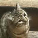 Angel Cats Server