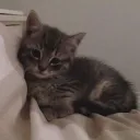 Cat Boxing (RELEASED)