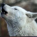 Wolf Pack Discord Server Icon
