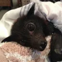 The Bat cave 🦇 discord icon