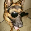 The Doghouse 3.0 discord icon