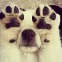 Pawtopia